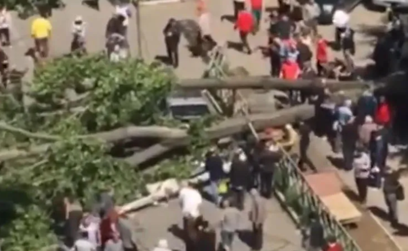 გლდანში ავტომობილს ხე დაეცა - დაშავდა ერთი ადამიანი