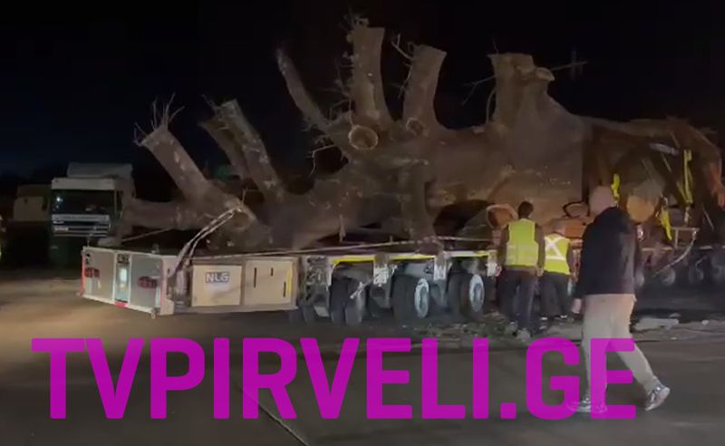 სამეგრელოში გზები გადაკეტეს, ივანიშივილს ისევ ხეები მიაქვს  (ფოტორეპორტაჟი)