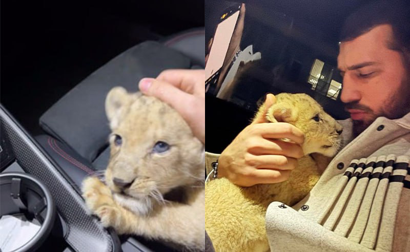 ბექაური სკანდალში ეხვევა - ზოოპარკის დირექტორის თქმით, ლომის ბოკვერი საქართველოში მხოლოდ კონტრაბანდით შეიძლებოდა მოხვედრილიყო