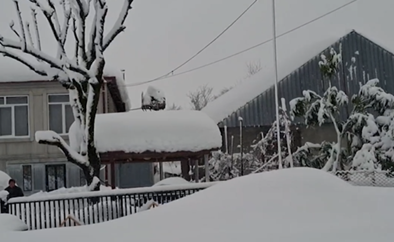 "ვითარება მძიმეა, 200-ზე მეტი ზარი მივიღეთ - იდეაა, რომ მძიმე ტექნიკა ვიქირაოთ" | სურგულაძე