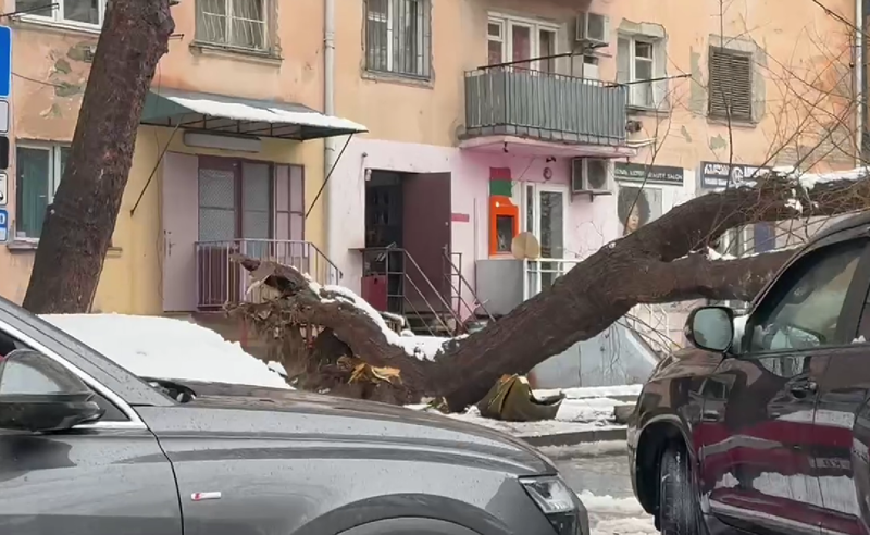 უხვმა ნალექმა დედაქალაქში პრობლემები შექმნა - წაქცეულია ხეები 