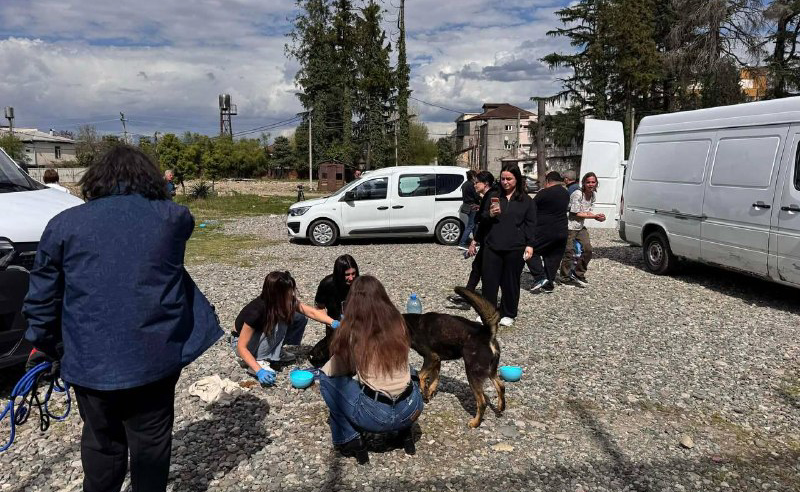 სურსათის ეროვნული სააგენტო აცხადებს, რომ ზუგდიდში ყველა ძაღლი დააბრუნა - ადგილობრივებს კითხვები რჩებათ