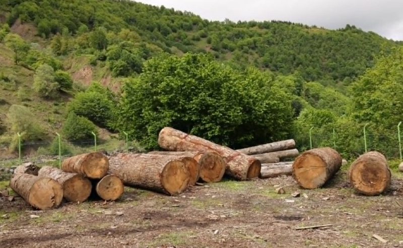 შსს-ს გადაუგზავნეს ინფორმაცია იმ მოქალაქის შესახებ, რომელმაც 42 კუბურ მეტრამდე წიწვოვანი ხის მერქანი უკანონოდ მოიპოვა