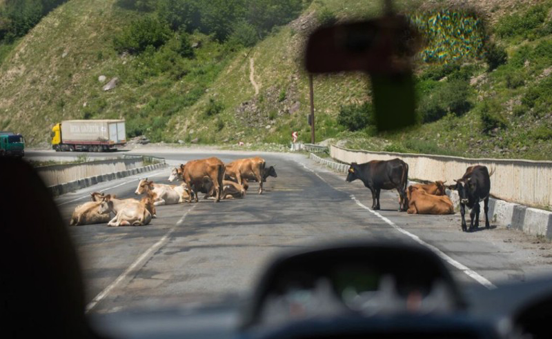 გზაზე პირუტყვის გადასვლას სპეციალური სამსახური გააკონტროლებს - იქმნება 25 კაციანი ჯგუფი