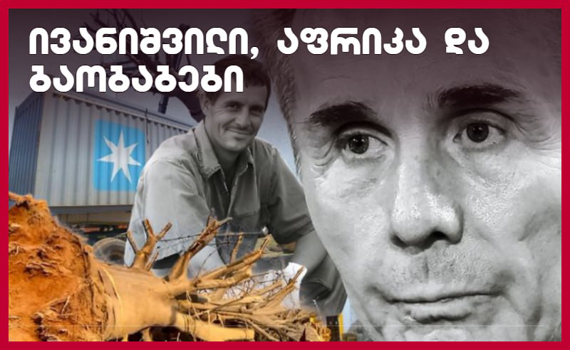 სამხრეთ აფრიკის გარემოს დაცვის უწყებამ უარი თქვა საქართველოში ბაობაბების გამოგზავნაზე